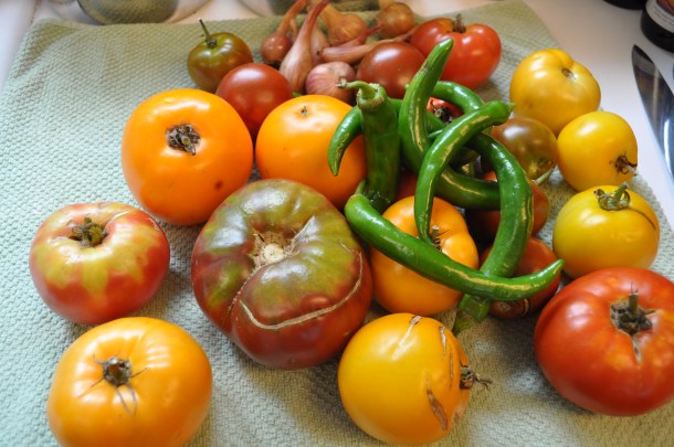 tomato harvest and glen manor 003