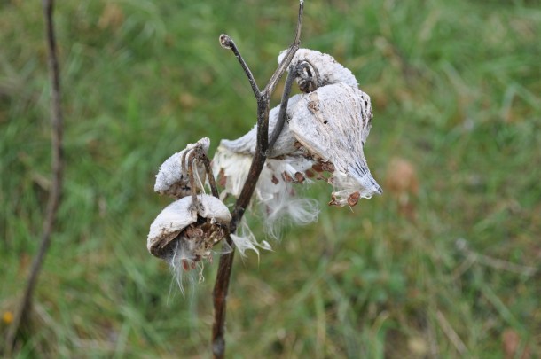 conservancy fall field trips 054