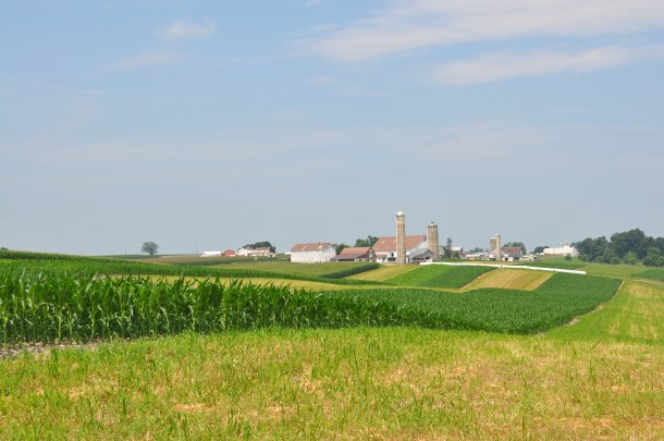 csa farm visit and fava beans 009