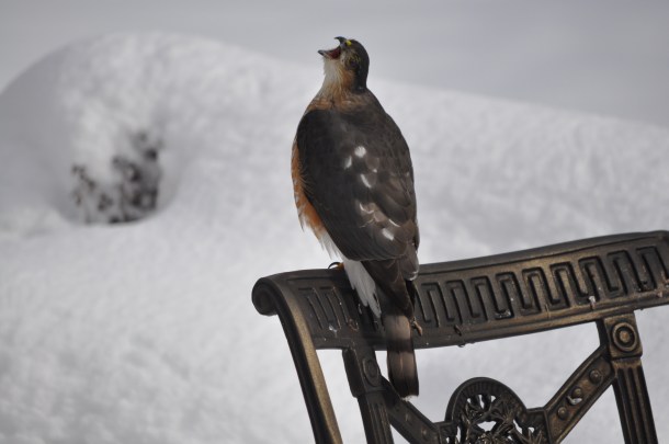 Hawk January 2011 058