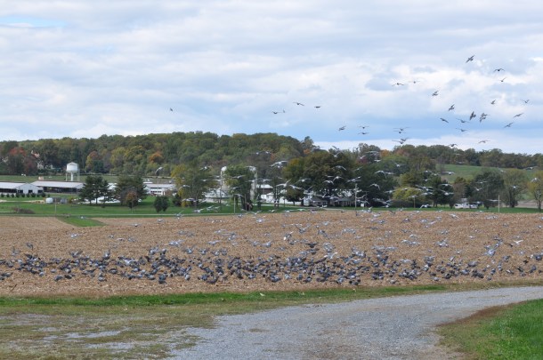 farm academy and amish meal 037