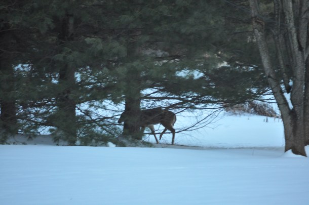 snow. deer and cooking 035