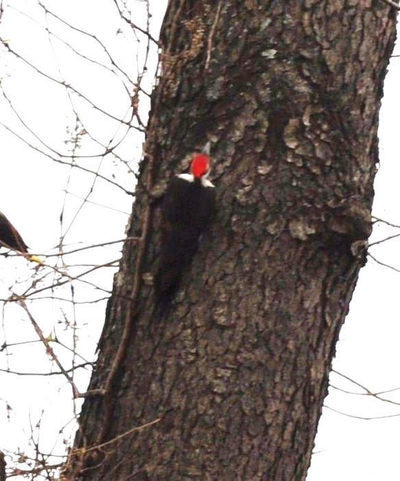 birds and conservancy program 024