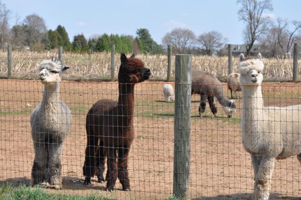 breezy willow pics plus csa week 6 015