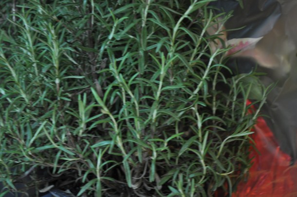 csa and shopping 035