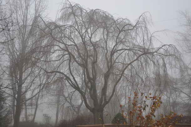 foggy sunday morning 017