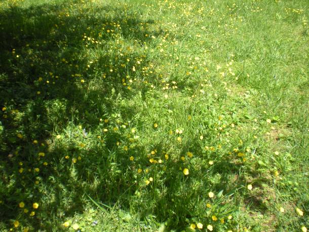 i spy nature and csa week one summer 041