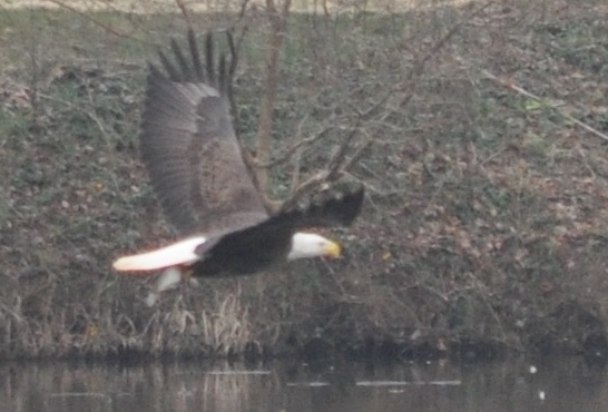 roots auction, eagles and fandf 035