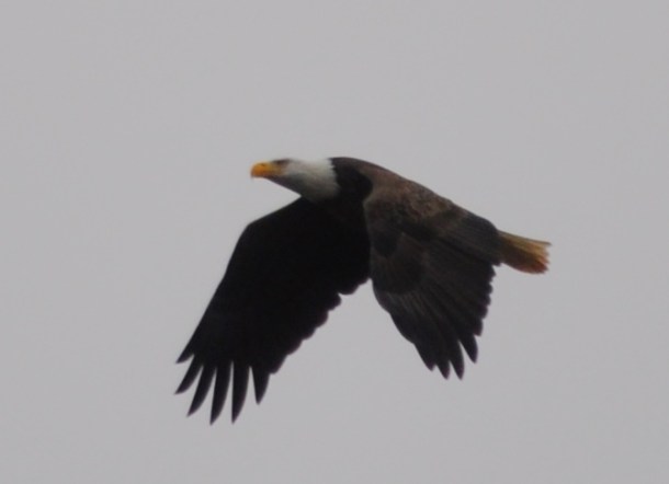 roots auction, eagles and fandf 036