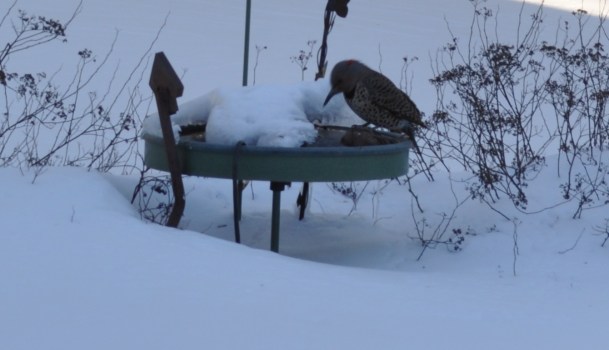 snowmageddon too 063