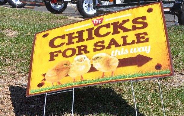 tsc and community garden 001