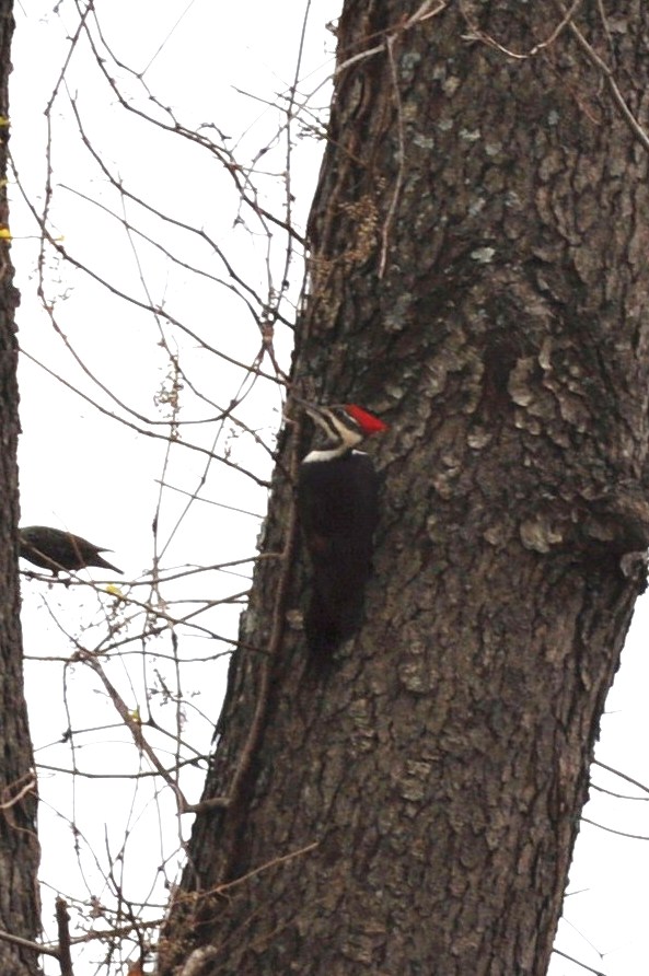 birds and conservancy program 025