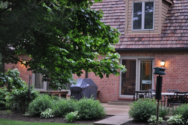 garden in the rain 158