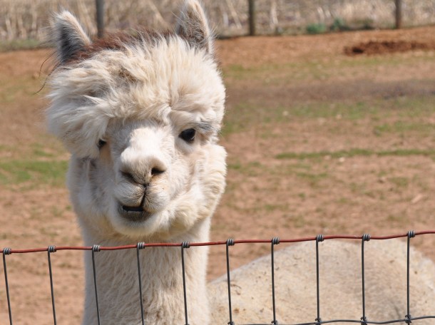 breezy willow pics plus csa week 6 011