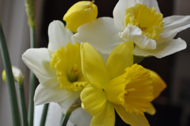 first day spring renov 043