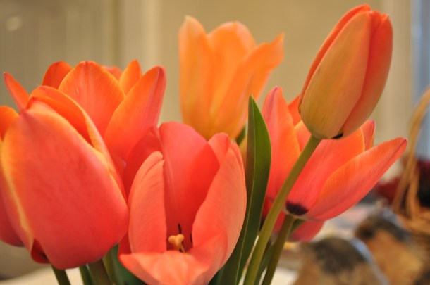 blue plate special and tulips 014