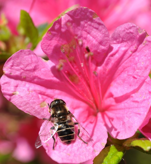 brighton dam and glenelg 174