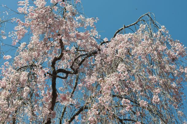 fandf lancaster and blossoms 072