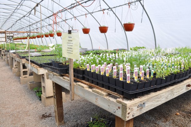 flowers sharps and spring stuff 058