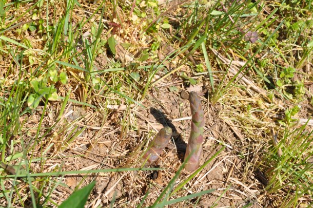 grillin chillin and tilling 063