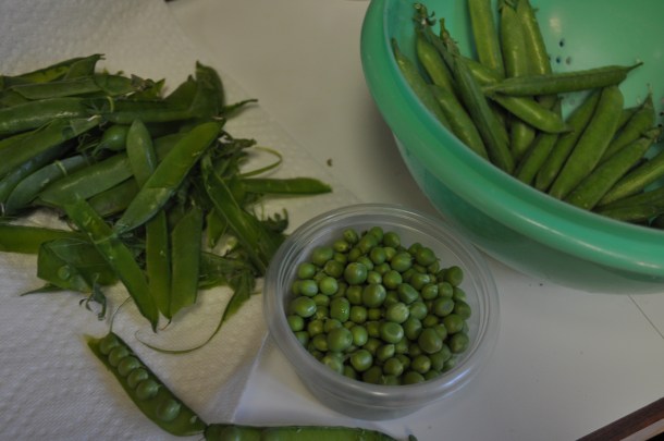 csa and shelling peas 011