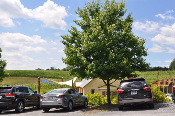 black ankle and csa 001