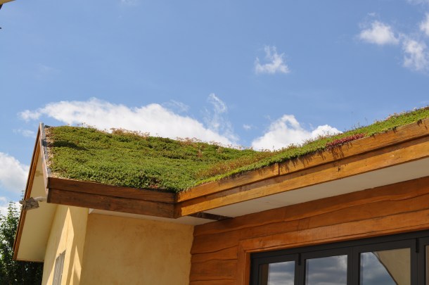 black ankle and csa 008