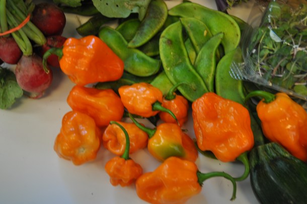 csa and habanero jelly 016