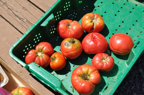 harvest and patio and tomato sauce 012