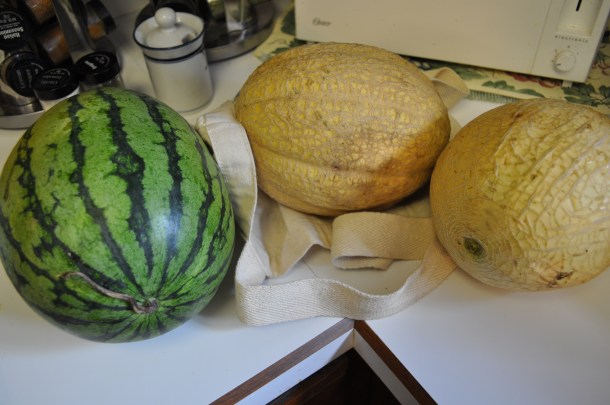 yard and fair and csa 062