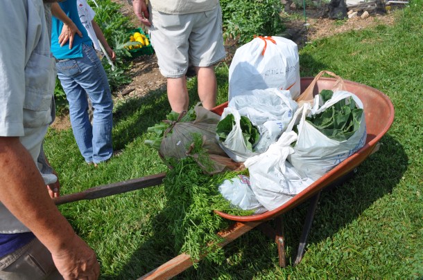food-bank-and-zucchini-001