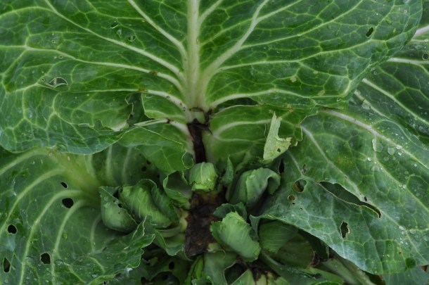 food-bank-gardens-039