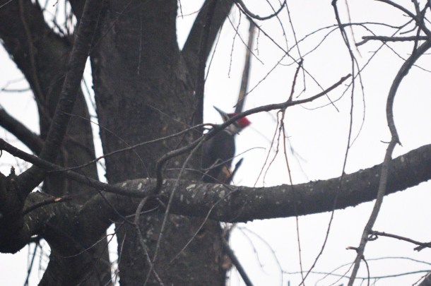 pileated-woodpecker-010