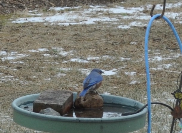 attic pics, meat and birds 093